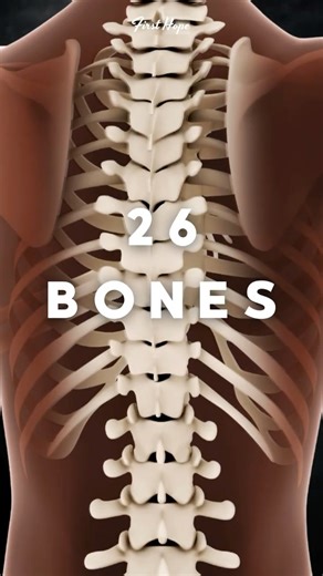 Vertebral Column – the body’s strong pillar (spine/backbone)