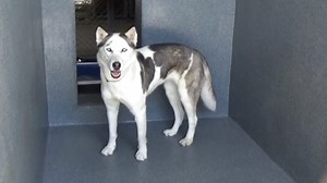 2K views · 102 reactions | ADOPTED  A5488081 ✰ SNOWFLAKE...