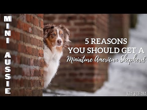 Mini Aussies! 5 Reasons You Should Get a Miniature American Shepherd - Koa's Ohana