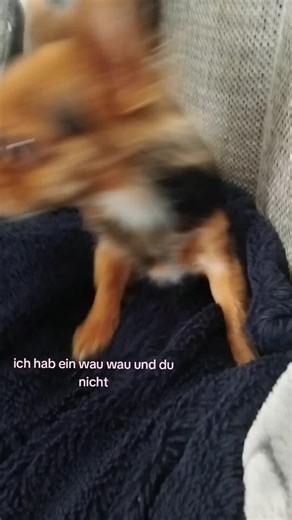 Ich hab ein Wau Wau und du nicht – Ein süßes Haustier