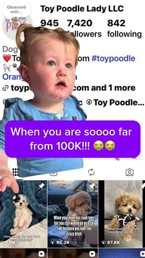 Toy Poodle Puppies | Meet Our Beautiful Toy Poodles #instagram