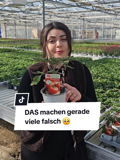 Jedes Jahr das gleiche… Die ersten Sonnenstrahlen kommen raus – und alle wollen direkt Gemüse pflanzen. 👉 Versteh ich total. Aber genau da geht’s halt meistens schief. Wir sehen das hier im Center jedes Jahr: Zu früh gepflanzt → Wachstum stockt → Ernte bleibt aus. Wenn du’s richtig machen willst, kommt’s nicht nur auf die Pflanze an, sondern vor allem auf den Zeitpunkt und die Bedingungen. 👉 Das kannst du jetzt schon problemlos pflanzen: Salat (z. B. Kopfsalat, Pflücksalat) Kohl Radieschen Bro
