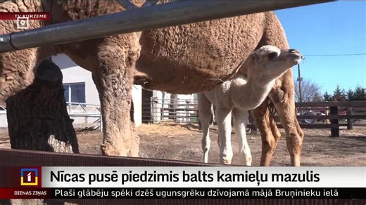 White camel baby born in zoo in Latvia
