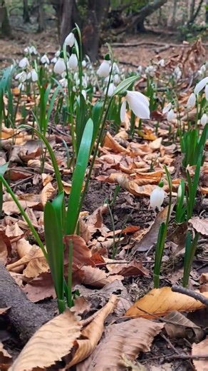 Common Snowdrop (Galanthus nivalis) | Early Spring Forest Flower #nature #cute #travel