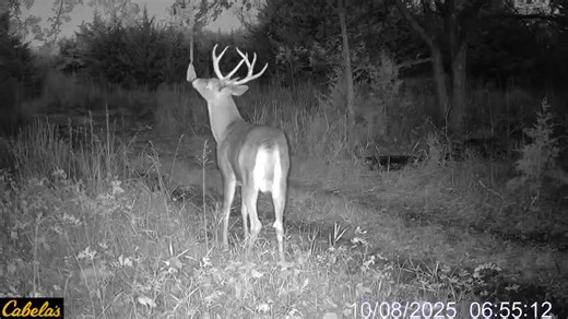 57K views · 375 reactions | TRAIL CAM TUESDAY!  | Cabela's | Facebook