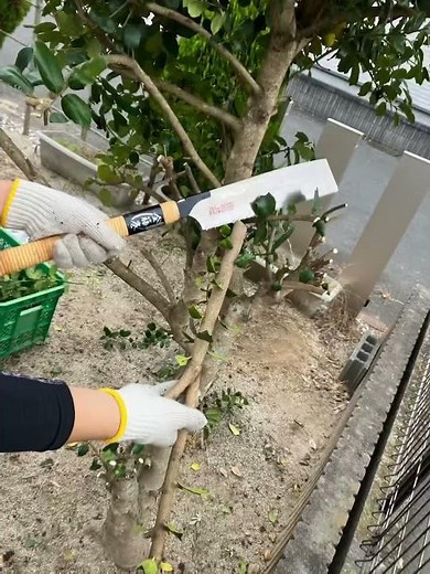 DIYひいらぎ剪定その2 綺麗になりました！