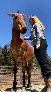 He's just a big baby who loves getting his ears scratched ❤️ We talked with Brian Kangal about rescuing him from an auction, and how he let her know he was grateful months later! Learn more about Skydog Sanctuary | The Dodo