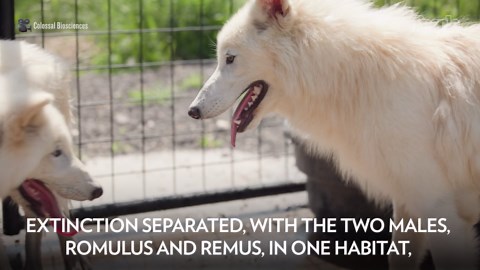The 3 Dire Wolves Who Were Brought Back from Extinction Meet for the First Time