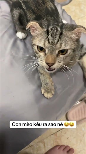 kêu rồi hỏi quài cha nội