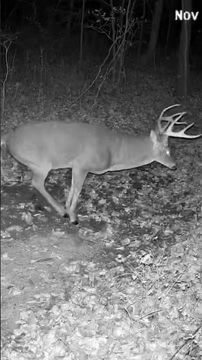 Massive 8-Point Buck at Night | Rare Deer Scent-Marking Caught on Camera! #shorts
