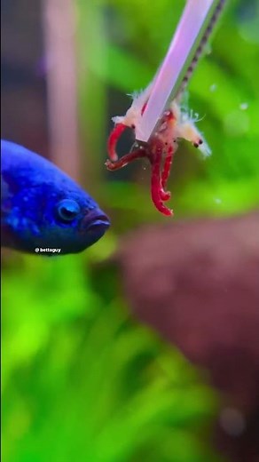 Betta fish loves his food! #aquarium #bettafish #feeding