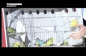 Budgies: Entertaining little birds.