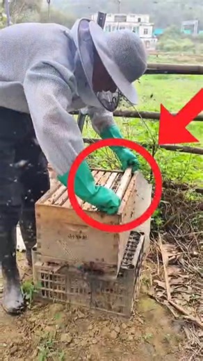 Sweetest Honey Ever🍯😍 | Fresh Honeycomb Cutting & Tasting #Honeycomb, #SweetHoney, #shorts #trending