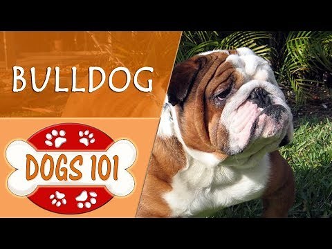 Dogs 101 - BULLDOG - Top Dog Facts About the BULLDOG