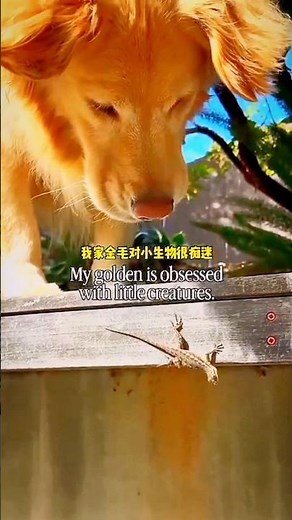 My golden is obsessed with little creatures. 😆🤧💛😚