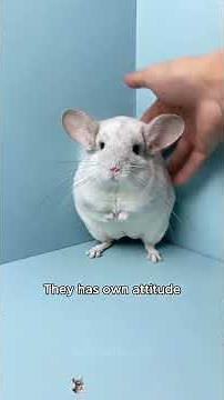 Who’s obsessed with adorable chinchillas? Share your chinchilla! 🐹🥰 #chinchilla #exoticpet #pet