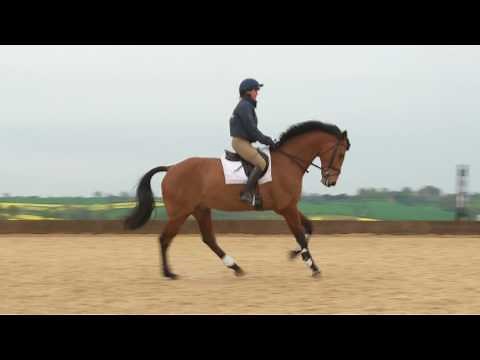Vary your horse's canter rhythm over two poles on the ground