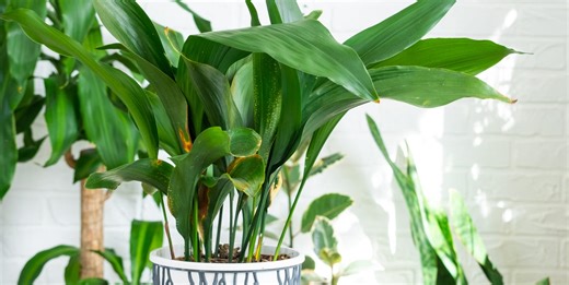 This 'cast iron' houseplant practically thrives on neglect