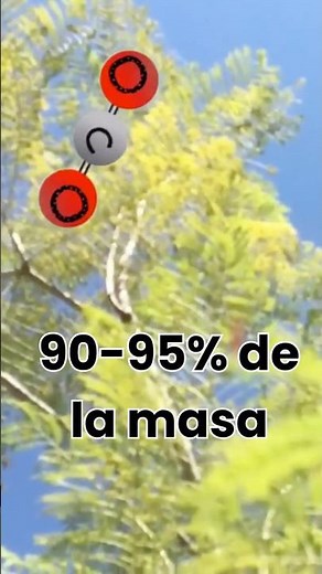 Most of a tree comes from the air