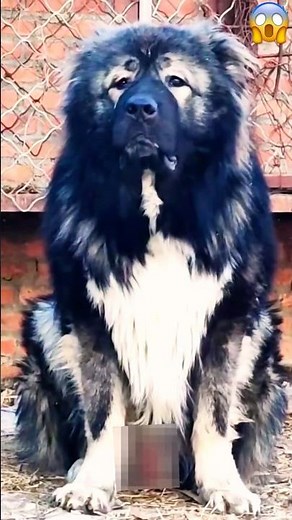 Best Dogs Transformations Before and After: Incredible Pet Makeovers You Must See!