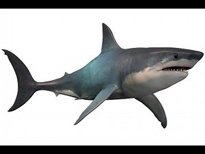 How to Draw a Megalodon