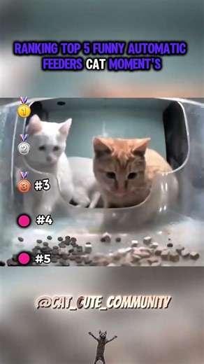 Ranking top 5 funny automatic cat feeders moment's