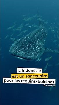 Indonesia: Whale Shark Sanctuary