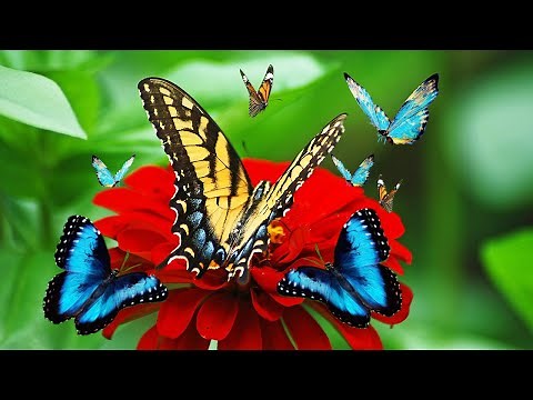 Top 10 Tips to attract butterflies to your Garden | Butterflies | garden