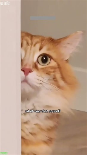 Cat videos 😸 #trending 😅 # Episode 3470