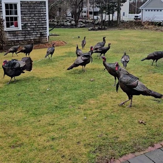 Why Wild Turkeys are Taking Over Your Neighborhood