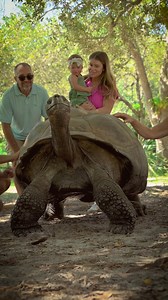 Ever wondered what it’s like to walk beside one of the world’s largest tortoises? 🐢💚 Our Galapagos Tortoise Experience lets you get up close, learn about their conservation, and take some amazing photos along the way. 📸 Don’t miss your chance to meet these incredible slow-motion superstars! | Zoo Miami