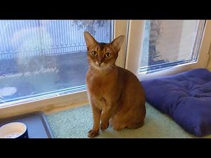 Abyssinian cat meows