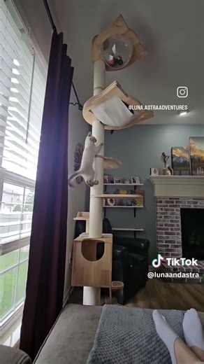 Warning: Our PETOMG Cat Tree May Cause Extreme Goofiness! #catfurniture #cat #cattree