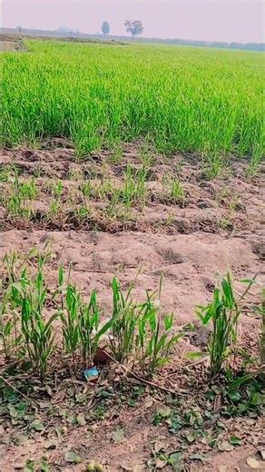 #love pppppppppppppppppppppppppppppppppppppppppppppppppppppppppp #yippiway