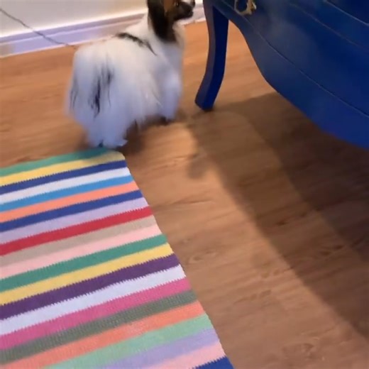 How cute❤️🥰 | Papillon Family