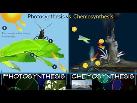 Photosynthesis vs Chemosynthesis
