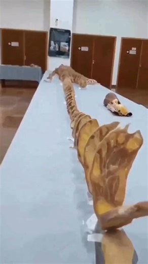 12K views · 95 reactions | Slice of life — Cross section of the human body in a museum! This incredible specimen is of a plastinated cross-section of a human body, from top to bottom, who donated his body for science. This type of preparation preserves the tissue down to the cellular level. It preserves the dissected anatomical specimens and even entire bodies as permanent, life-like materials, making them ideal for anatomy studies. #fblifestyle | Dr. Muhammed Ziya | Facebook