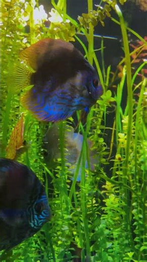 Blue Turquoise Discus Fish