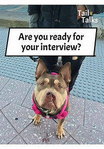 Meet a Friendly American Bully Dog