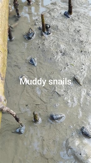 #snails #mollusca #saline water #live