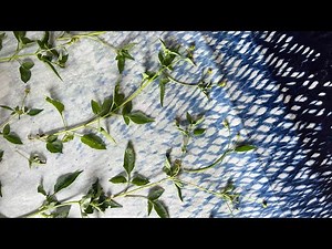 Natural Printing with Wild Leave, Bidens Pilosa. (For Beginner)