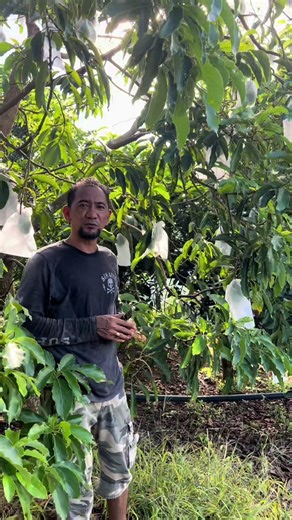 Avocado Cultivation in Johor: A Farming Journey