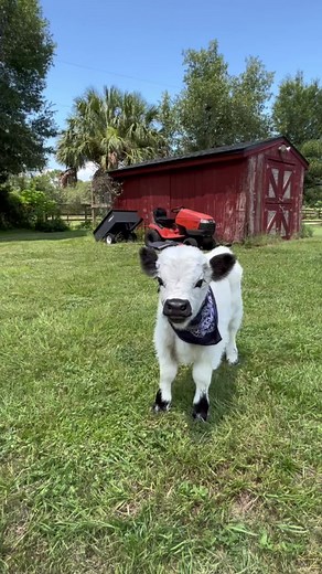 Cute Baby Moo Cow Videos