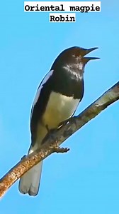 Beautiful bird singing, Oriental magpie Robin 🥰🥰 #reels #bird #nature #sound #singing | Okicau