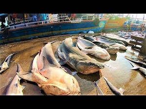 සද්ධන්ත මෝරු බාන එකම ලෙල්ලම | unbelievable fish market in sri lanka 😲 🦈👣