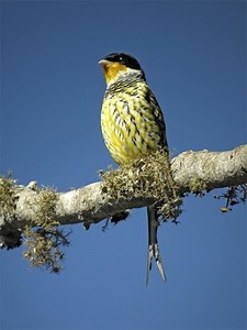 Swallow tailed cotinga - Alchetron, The Free Social Encyclopedia