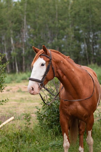 #horselogging #logging #spring #logger #wood #logginglife | Everything Horse