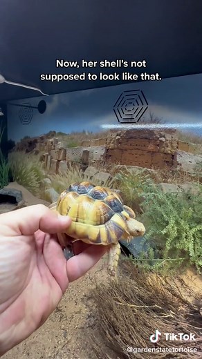 Smallest Tortoise Species: Exploring the World's Tiniest Turtles