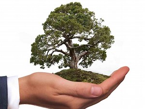 Can Any Tree be A Bonsai Tree? The Answer May Surprise You - Love For Bonsai