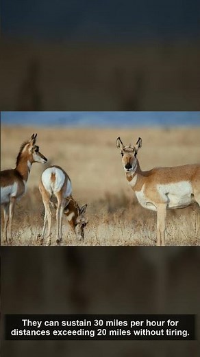 🦌 Pronghorn — Amazing Facts | The Wild America | California